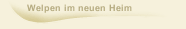 Welpen im neuen Heim
