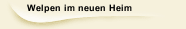 Welpen im neuen Heim