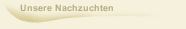 Unsere Nachzuchten