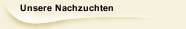 Unsere Nachzuchten