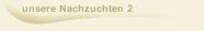 unsere Nachzuchten 2